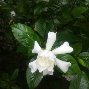 Meet your Posher, Lee